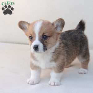 Toby, Pembroke Welsh Corgi Puppy