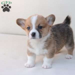 Toby, Pembroke Welsh Corgi Puppy