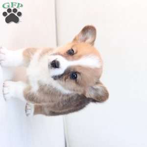 Toby, Pembroke Welsh Corgi Puppy