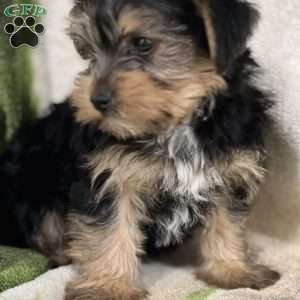 Beau, Yorkie Puppy