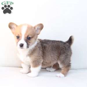 Toby, Pembroke Welsh Corgi Puppy