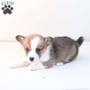 Benny, Pembroke Welsh Corgi Puppy