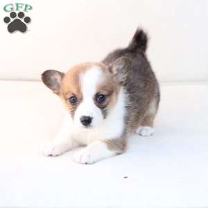 Benny, Pembroke Welsh Corgi Puppy