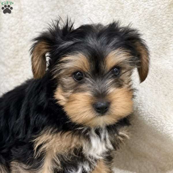 Beau, Yorkie Puppy