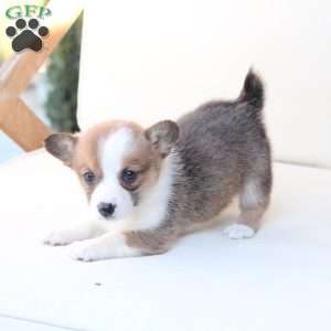 Benny, Pembroke Welsh Corgi Puppy