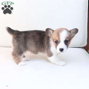 Benny, Pembroke Welsh Corgi Puppy