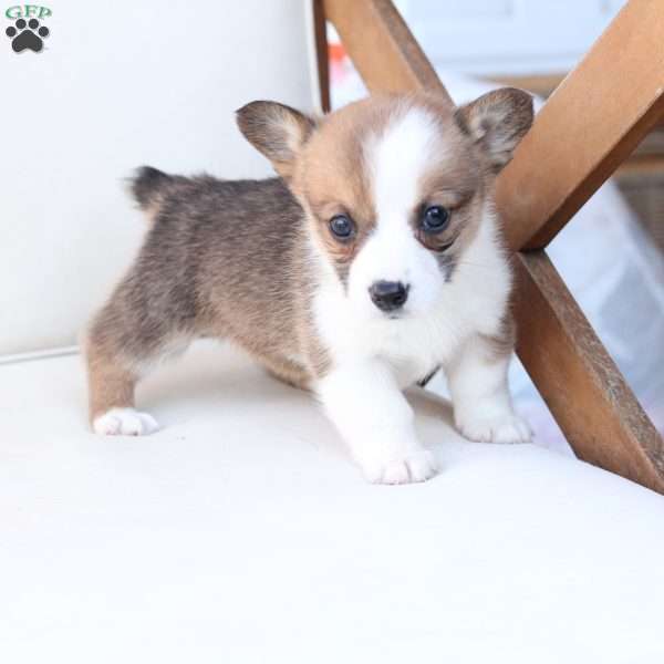 Benny, Pembroke Welsh Corgi Puppy