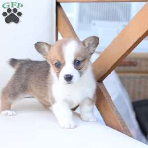Benny, Pembroke Welsh Corgi Puppy