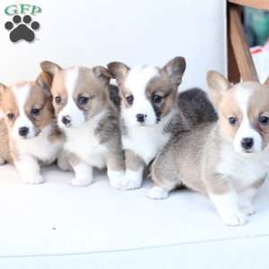 Penny, Pembroke Welsh Corgi Puppy