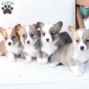 Ruby, Pembroke Welsh Corgi Puppy