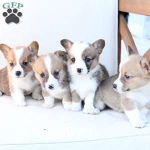 Chloe, Pembroke Welsh Corgi Puppy