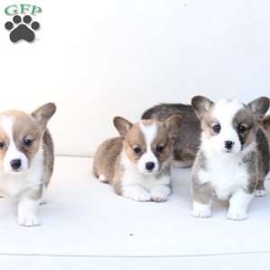 Ruby, Pembroke Welsh Corgi Puppy