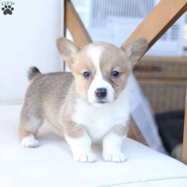 Penny, Pembroke Welsh Corgi Puppy