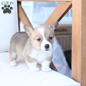 Penny, Pembroke Welsh Corgi Puppy