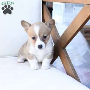 Penny, Pembroke Welsh Corgi Puppy