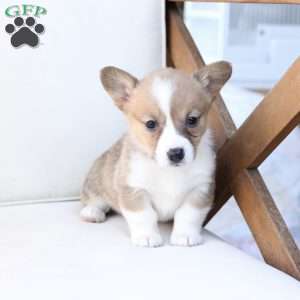 Penny, Pembroke Welsh Corgi Puppy