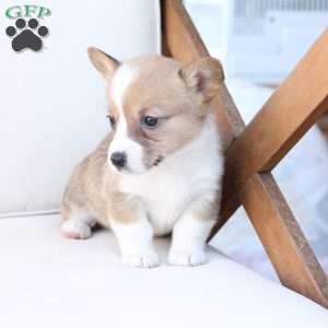 Penny, Pembroke Welsh Corgi Puppy