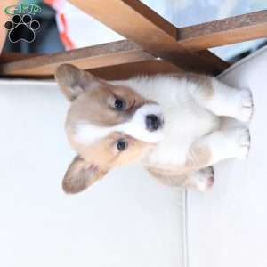 Penny, Pembroke Welsh Corgi Puppy