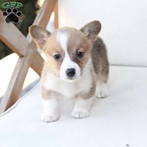 Penny, Pembroke Welsh Corgi Puppy