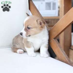 Penny, Pembroke Welsh Corgi Puppy