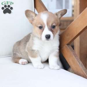 Penny, Pembroke Welsh Corgi Puppy