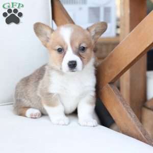 Penny, Pembroke Welsh Corgi Puppy