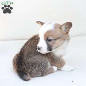 Ruby, Pembroke Welsh Corgi Puppy