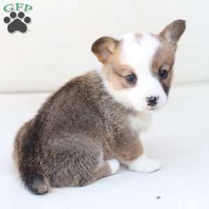 Ruby, Pembroke Welsh Corgi Puppy