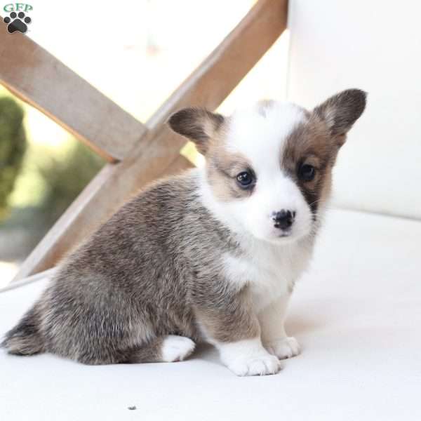 Ruby, Pembroke Welsh Corgi Puppy
