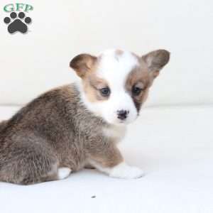 Ruby, Pembroke Welsh Corgi Puppy