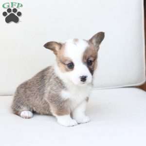 Ruby, Pembroke Welsh Corgi Puppy