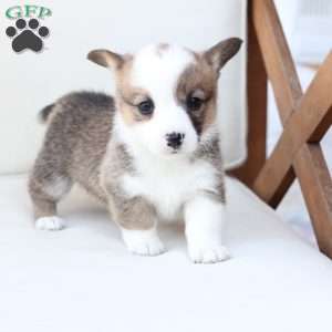Ruby, Pembroke Welsh Corgi Puppy