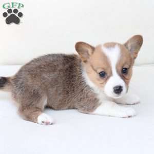 Maggie, Pembroke Welsh Corgi Puppy