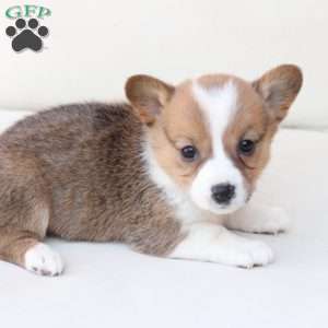 Maggie, Pembroke Welsh Corgi Puppy