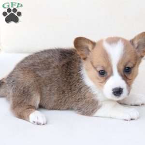 Maggie, Pembroke Welsh Corgi Puppy