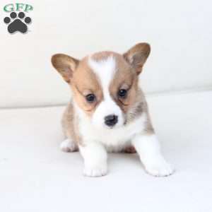 Maggie, Pembroke Welsh Corgi Puppy