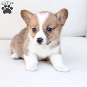 Maggie, Pembroke Welsh Corgi Puppy