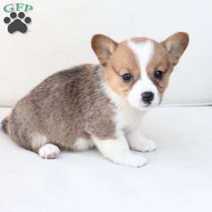 Maggie, Pembroke Welsh Corgi Puppy