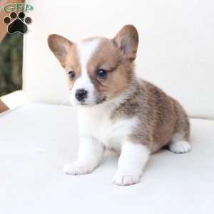 Maggie, Pembroke Welsh Corgi Puppy