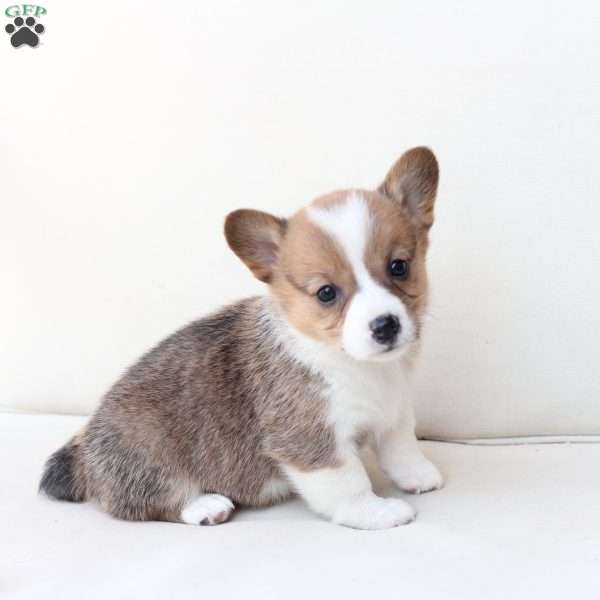Maggie, Pembroke Welsh Corgi Puppy