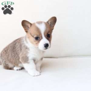 Maggie, Pembroke Welsh Corgi Puppy