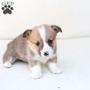 Chloe, Pembroke Welsh Corgi Puppy