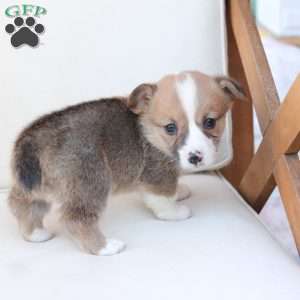 Chloe, Pembroke Welsh Corgi Puppy