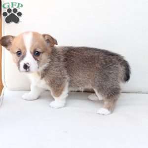 Chloe, Pembroke Welsh Corgi Puppy