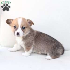 Chloe, Pembroke Welsh Corgi Puppy