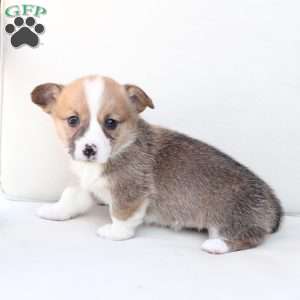 Chloe, Pembroke Welsh Corgi Puppy