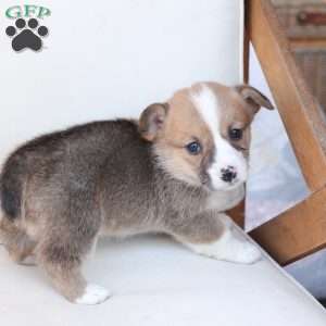 Chloe, Pembroke Welsh Corgi Puppy