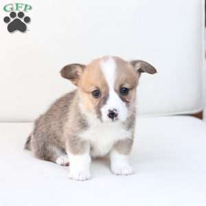 Chloe, Pembroke Welsh Corgi Puppy