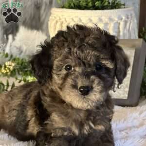 Siena, Bich-Poo Puppy