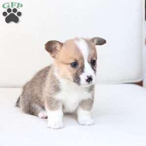Chloe, Pembroke Welsh Corgi Puppy